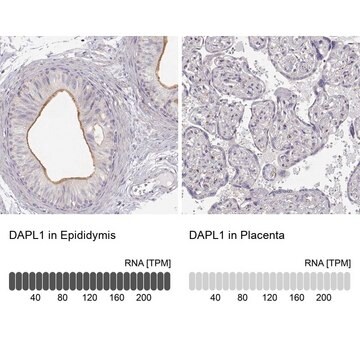 Anti-DAPL1 antibody produced in rabbit Prestige Antibodies&#174; Powered by Atlas Antibodies, affinity isolated antibody, buffered aqueous glycerol solution