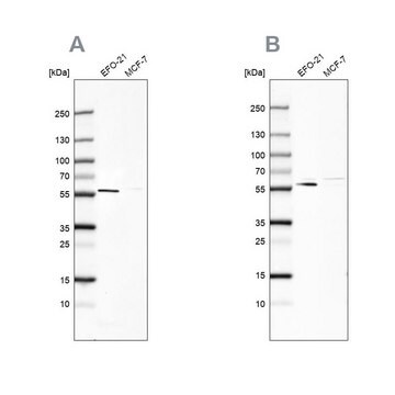 Anti-PDP1 antibody produced in rabbit Prestige Antibodies&#174; Powered by Atlas Antibodies, affinity isolated antibody, buffered aqueous glycerol solution