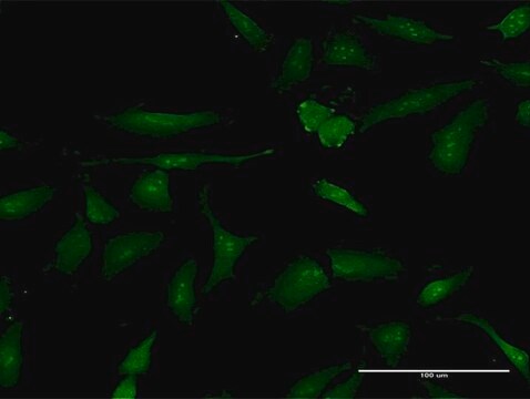 Anti-PSME3 antibody produced in mouse purified immunoglobulin, buffered aqueous solution