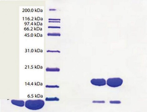 Apolipoprotein A-II from human plasma &#8805;95% (SDS-PAGE)