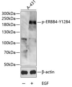 Anti-Phospho-ERBB4-Y1284 antibody produced in rabbit