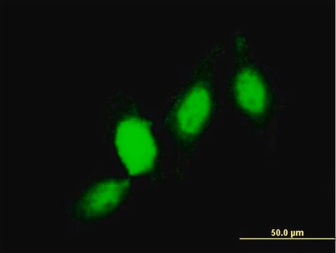 Monoclonal Anti-GSTP1 antibody produced in mouse clone 2G6-F6, purified immunoglobulin, buffered aqueous solution