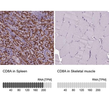 Anti-CD8A antibody produced in rabbit Prestige Antibodies&#174; Powered by Atlas Antibodies, affinity isolated antibody, buffered aqueous glycerol solution