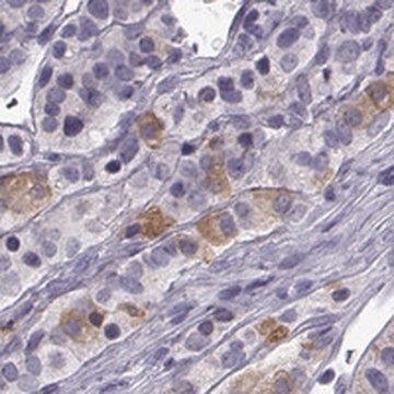 Anti-TRHR antibody produced in rabbit Prestige Antibodies&#174; Powered by Atlas Antibodies, affinity isolated antibody