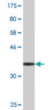 Monoclonal Anti-PLXDC2 antibody produced in mouse clone 4G10, purified immunoglobulin, buffered aqueous solution