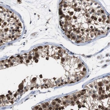 Anti-UBXN1 antibody produced in rabbit Prestige Antibodies&#174; Powered by Atlas Antibodies, affinity isolated antibody, buffered aqueous glycerol solution