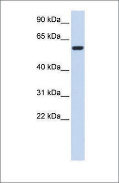 抗SRC抗体 ウサギ宿主抗体 affinity isolated antibody