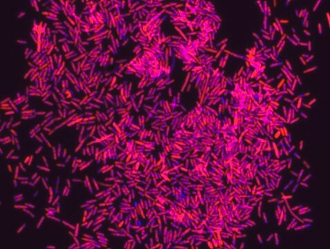 Sonda FISH Eubacteria - Cy3 Probe for fluorescence in situ hybridization (FISH)