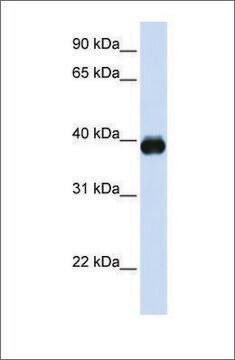 抗MAFA抗体 affinity isolated antibody