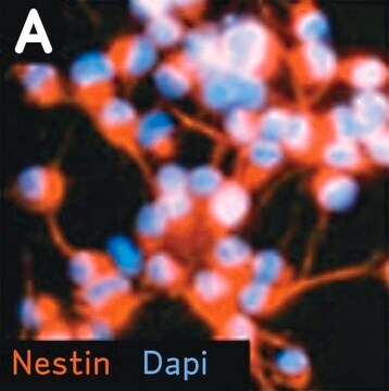 Kit de caracterización de marcadores de células madre neuronales The Neural Stem Cell Characterization Kit contains two molecular markers, Nestin &amp; Sox 2 that are frequently used to identify neural stem/progenitor cells.