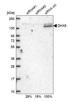 Anti-DHX8 antibody produced in rabbit Prestige Antibodies&#174; Powered by Atlas Antibodies, affinity isolated antibody, buffered aqueous glycerol solution