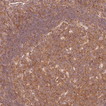 Anti-PDAP1 antibody produced in rabbit Prestige Antibodies&#174; Powered by Atlas Antibodies, affinity isolated antibody, buffered aqueous glycerol solution