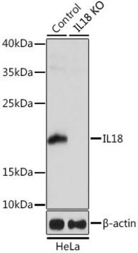 Anti-IL18 antibody produced in rabbit