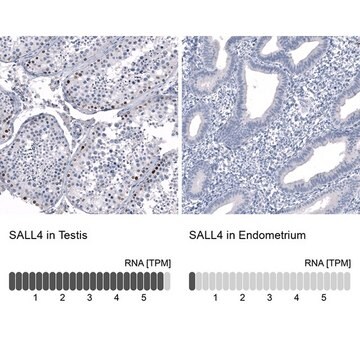 Monoklonalny anty-SALL4 Prestige Antibodies&#174; Powered by Atlas Antibodies, clone CL12183, purified immunoglobulin, buffered aqueous glycerol solution