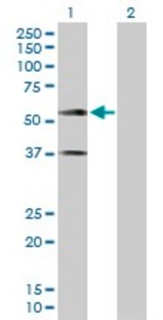 Anti-CADM1 antibody produced in rabbit purified immunoglobulin, buffered aqueous solution