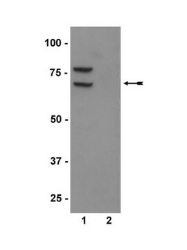 Anti-Phospho-PKR (Thr446)-Antikörper Upstate&#174;, from rabbit