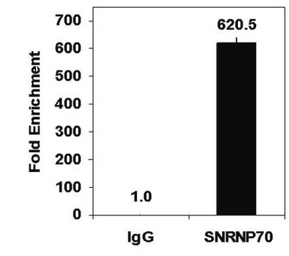 Magna RIP&#174; RNA結合タンパク質免疫沈降キット RNA Immunoprecipitation (RIP) Kit containing all necessary reagents to perform 12 individual RNA-binding protein immunoprecipitation (RIP) reactions using protein A/G magnetic beads.