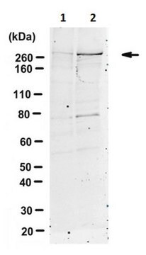 Anti-phospho ATM/ATR (Thr1989) Antibody 1.0&#160;mg/mL, from rabbit