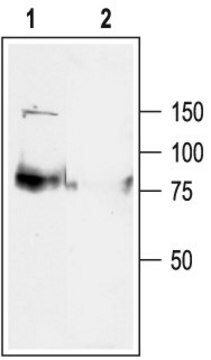 Anti-Potassium Channel Kv7.1 (KCNQ1) antibody produced in rabbit affinity isolated antibody, lyophilized powder