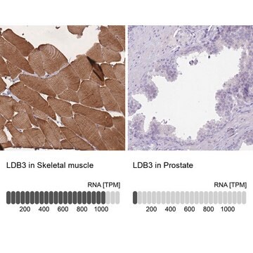 Anti-LDB3 antibody produced in rabbit Prestige Antibodies&#174; Powered by Atlas Antibodies, affinity isolated antibody, buffered aqueous glycerol solution