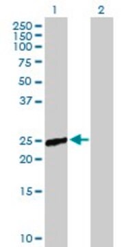 Anti-RAB9B antibody produced in mouse purified immunoglobulin, buffered aqueous solution