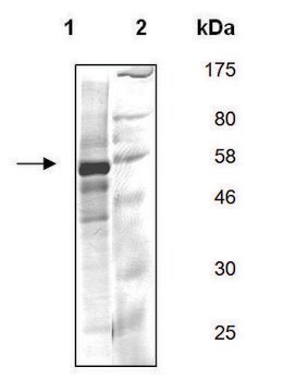 FYN A active human recombinant, expressed in baculovirus infected Sf9 cells, &#8805;60% (SDS-PAGE)