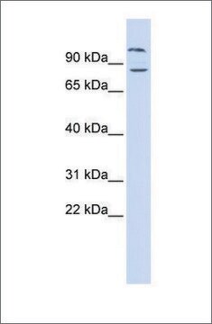 抗DAGLB抗体 ウサギ宿主抗体 affinity isolated antibody