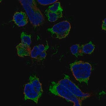 Anti-Sh2D1A Antibody Produced In Rabbit Prestige Antibodies&#174; Powered by Atlas Antibodies, affinity isolated antibody, buffered aqueous glycerol solution