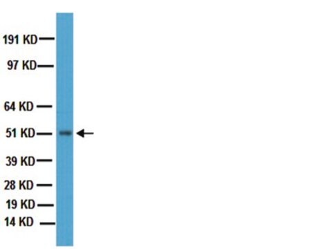 Anticorpo antirreceptor dopaminérgico D2 Chemicon&#174;, from rabbit