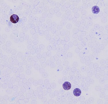 Leukocyte Peroxidase (Myeloperoxidase) Kit