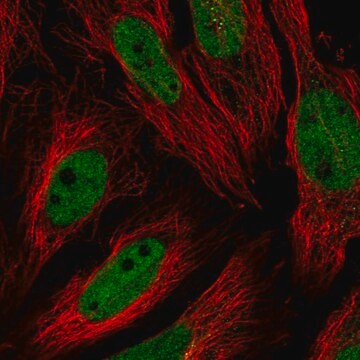 Anti-Usf1 Antibody Produced In Rabbit Prestige Antibodies&#174; Powered by Atlas Antibodies, affinity isolated antibody, buffered aqueous glycerol solution