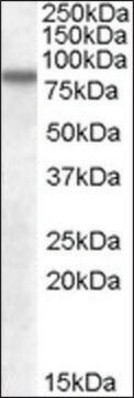 Anti-SCARB2 antibody produced in goat affinity isolated antibody, buffered aqueous solution