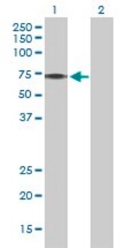 Anti-PINK1 antibody produced in rabbit purified immunoglobulin, buffered aqueous solution