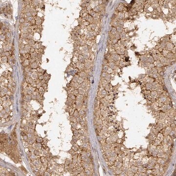 Anti-CDK5RAP2 antibody produced in rabbit Prestige Antibodies&#174; Powered by Atlas Antibodies, affinity isolated antibody