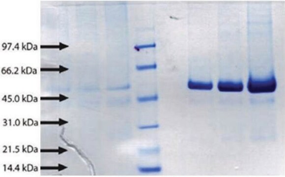 BPI from human neutrophils &#8805;95% (SDS-PAGE)