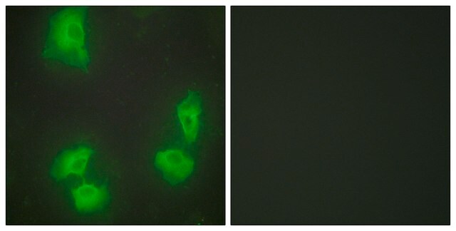 Anti-CDK5R1 antibody produced in rabbit affinity isolated antibody