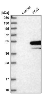 抗STX5抗体 ウサギ宿主抗体 Prestige Antibodies&#174; Powered by Atlas Antibodies, affinity isolated antibody, buffered aqueous glycerol solution