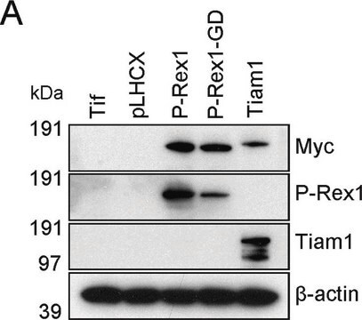 Anti-PREX1 antibody produced in rabbit Prestige Antibodies&#174; Powered by Atlas Antibodies, affinity isolated antibody, buffered aqueous glycerol solution