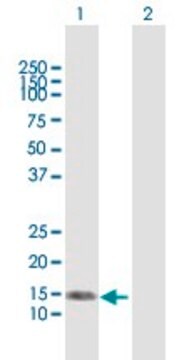 Anti-NRG4 antibody produced in mouse purified immunoglobulin, buffered aqueous solution