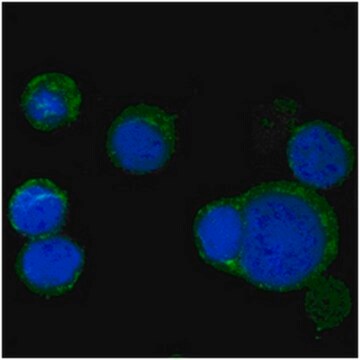 抗-Wnt-5a 抗体，克隆6F2 ascites fluid, clone 6F2, from mouse