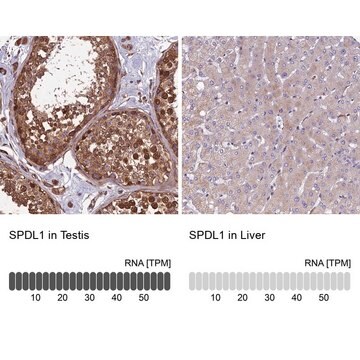 Anti-SPDL1 antibody produced in rabbit affinity isolated antibody, buffered aqueous glycerol solution