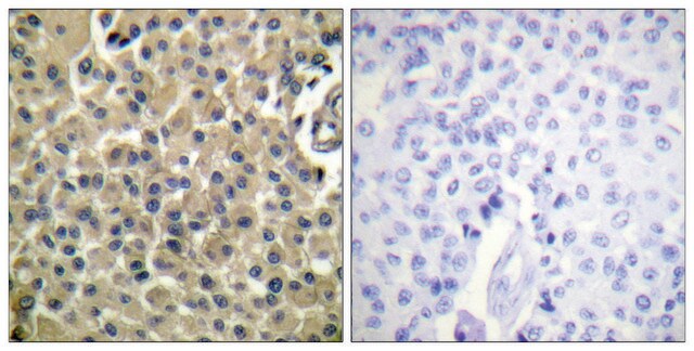 Anti-CD227 antibody produced in rabbit affinity isolated antibody