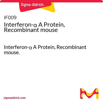 Interferon-&#945;&nbsp;A-Protein, rekombinant, Maus Interferon-&#945; A Protein, Recombinant mouse.