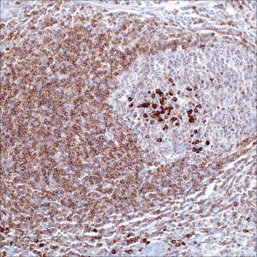 CD79a (JCB117) Mouse Monoclonal Antibody