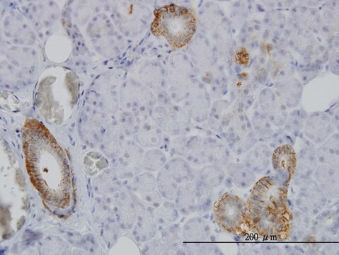 Monoclonal Anti-FXYD2 antibody produced in mouse clone 1C3-B3, purified immunoglobulin, buffered aqueous solution