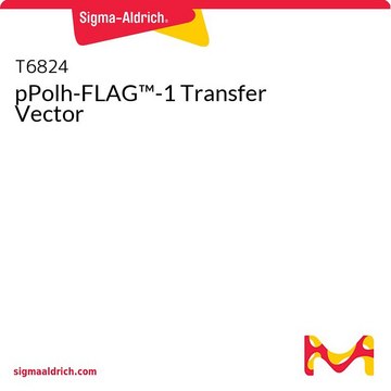 pPolh-FLAG-1 Transfer Vector