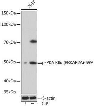 Anti-Phospho-PKA RII&#945; (PRKAR2A)-S99 antibody produced in rabbit