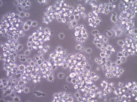 Línea de mastocitos humanos HMC-1.2 HMC-1.2 human mast cell line is a variant subline of the HMC-1 cell line and possesses both the V560G and D816V KIT mutations.