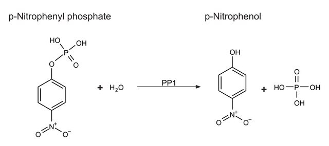 プロテインホスファターゼ-1触媒サブユニット, &#945;アイソフォーム ウサギ由来 5,000-15,000&#160;units/mg protein, recombinant, expressed in E. coli, lyophilized powder