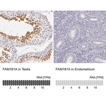 Anti-FAM181A antibody produced in rabbit Prestige Antibodies&#174; Powered by Atlas Antibodies, affinity isolated antibody, buffered aqueous glycerol solution